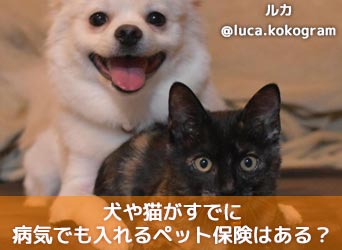 犬や猫がすでに病気でも入れるペット保険はある?加入条件は?のサムネイル画像